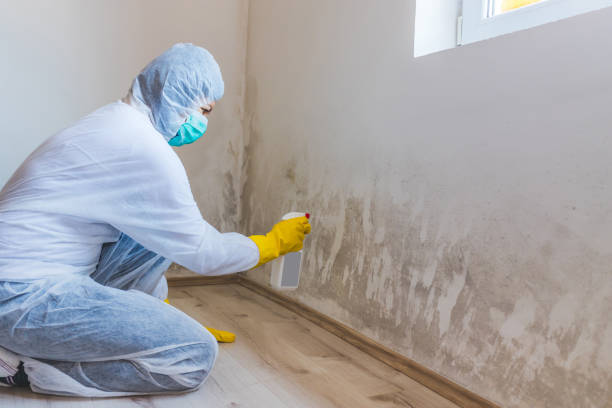 Licensed Mold Remediation service in McQueeney, TX - WQB Mold Removal