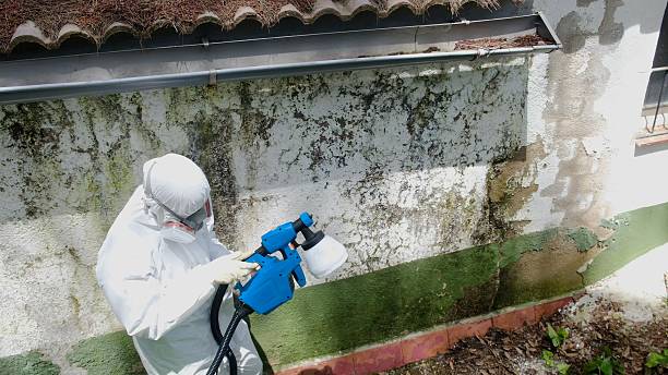 Top rated local Mold Remediation specialists in McQueeney, TX